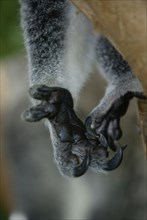 Koala (Phascolarctos cinereus), hand with claws, Australia, Koala, hand with claws, Australia,