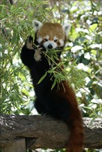 Red panda (Ailurus fulgens), cat bear