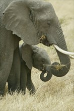 African elephants (Loxodonta africana), cow with calf, Massai Mara Game Reserve, Kenya nish