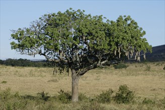 Saussage tree, Massai Mara kigelia (Kigelia africana) Kenya