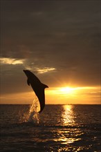 Bottlenose Dolphin (Tursiops truncatus), Honduras, Caribbean, Central America