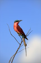 Carmin Bee-eater, Kruger national park, South Africa (Merops nubicus), Carmine Bee-eater