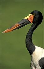 Saddle-billed stork (Ephippiorhynchus senegalensis), side, profile