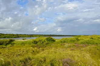 De Geul nature reserve, breeding site of spoonbill colony, Den Hoorn, Texel island, North Holland,