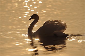 Mute swan (Cygnus olor), lateral, Germany, Europe