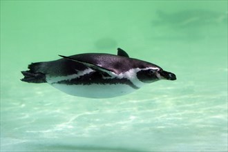 Humboldt's Penguin (Spheniscus humboldti)