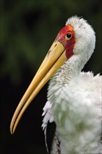 African Yellow billed stork (Mycteria ibis)