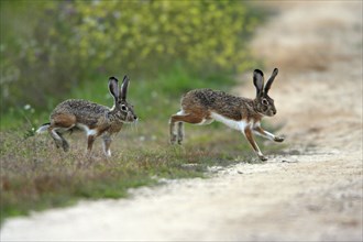 Granada hare (Lepus granatensis) hares, Portugal, Europe