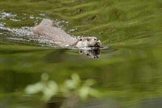 European otter (Lutra lutra)