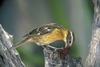 Black-headed Grosbeak, female, Sonora desert, Arizona, USA (Pheucticus melanocephalus), side