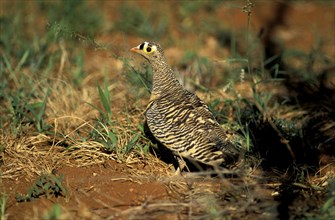 Lichtenstein's Sandgrouse, male, Samburu Game Reserve, Kenya (Pterocles lichtensteini)