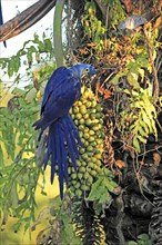 Hyacinth macaw (Anodorhynchus hyacinthinus), Pantanal, Brazil, South America