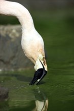 Greater flamingo (Phoenicopterus ruber roseus)