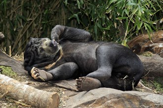 Malayan sun bear (Helarctos malayanus)