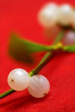 Mistletoe berries (Viscum album) , mistletoe