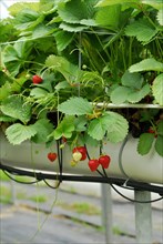 Commercial strawberry cultivation, strawberries on substrate culture (Fragaria x ananassa) ,