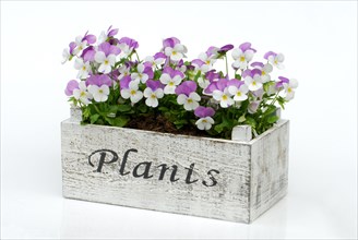 Pansy in flower box (Viola) , Pansy