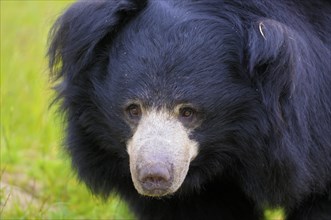 Sloth bear (Melursus ursinus) (Ursus ursinus)