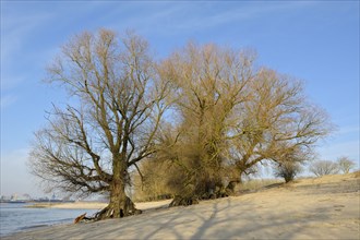 Old willows, bank of the Waal, February, nature reserve De Gelderse Poort, Millingerwaard,