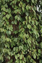 Black Pepper (Piper nigrum) bush, Nosy Be, Madagascar, black pepper pepper bush, Madagascar, Pepper