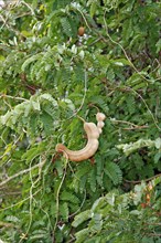 Tamarind (Tamarindus indica), fruit on tree, Magadascar