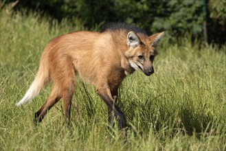 Maned Wolf (Chrysocyon brachyurus)