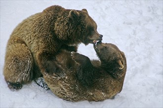 European Brown Bears (Ursus arctos), fighting, European Brown Bears, fighting, European Brown Bear,