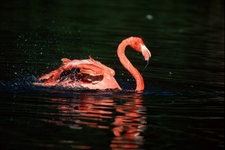 American Flamingo (Phoenicopterus ruber ruber), side