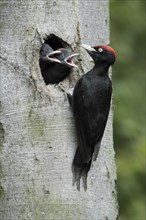 Black Woodpecker (Dryocopus martius) with youngs at tree hole, Germany, Europe