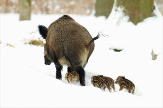 Wild boars (Sus scrofa), sows and young boars