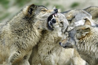 Wolves, pack, social behaviour, Gray wolves (Canis lupus) pack, social behaviour