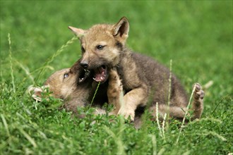 Gray wolves (Canis lupus), young animals