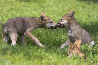 Wolves, cubs with prey (Canis lupus), cub