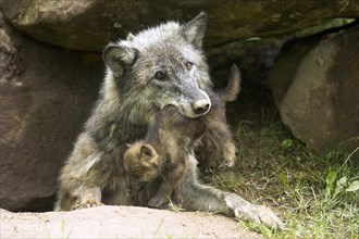 Timber Wolves, female with cub (Canis lupus)