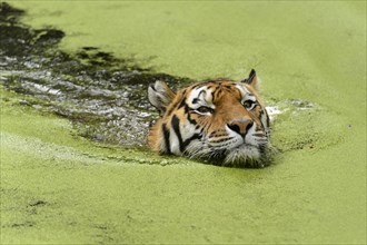 Siberian Tiger (Pantera tigris altaica)