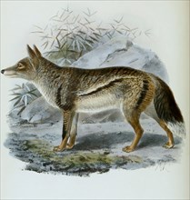 Striped jackal (Canis adustus), Lupulella adusta, Historical, digitally restored reproduction of a