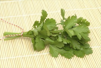 Leaf (umbelliferae) coriander (Coriandrum sativum), coriander, true coriander, plant species in the