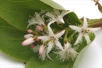 Bog bean (Menyanthes trifoliata) or bitter clover, medicinal plant