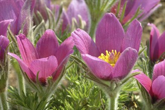 Common pasque flower (Pulsatilla) vulgaris, also known as common pasque flower, pasque flower or