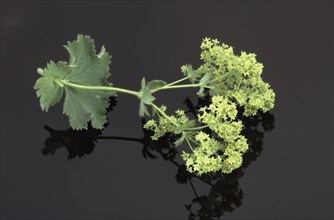 Lady's mantle, also known as common lady's mantle (Alchemilla vulgaris), The positive healing