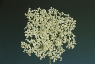 Elderflower, black elder (Sambucus) nigra, medicinal plant, is considered a proven household remedy