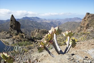 Rosette thickleaf (Aeonium lancerottense), Caldera de Tejeda, Las Palmas Province, Gran Canaria,