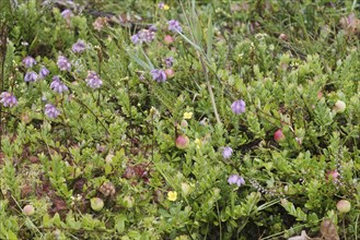 Cranberries (Vaccinium macrocarpon), large-fruited cranberry with cross-leaved heath (Erica