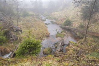 Stream at the Oderteich, Nebel, Harz National Park, Lower Saxony, Germany, Europe