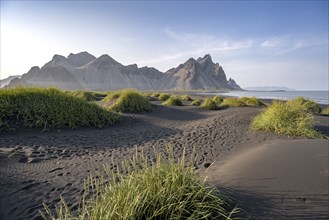 Black beach with volcanic sand, sandy beach, dunes with grass, Stokksnes headland, Klifatindur