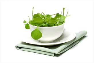 Portulaca oleracea-salad in bowl, summer, spice, vegetables, postelein, Bürzelkraut, salad