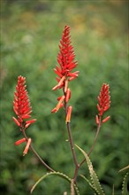 Prickly uitenhage aloe (Aloe africana), South Africa, Africa