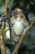 Crab-eating macaque (Macaca fascicularis), Singapore, Asia