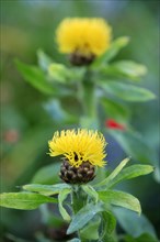 Giant flowering knapweed, yellow giant knapweed (Centaurea macrocephala)