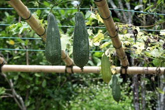 Smooth Loofah (Luffa aegyptiaca)